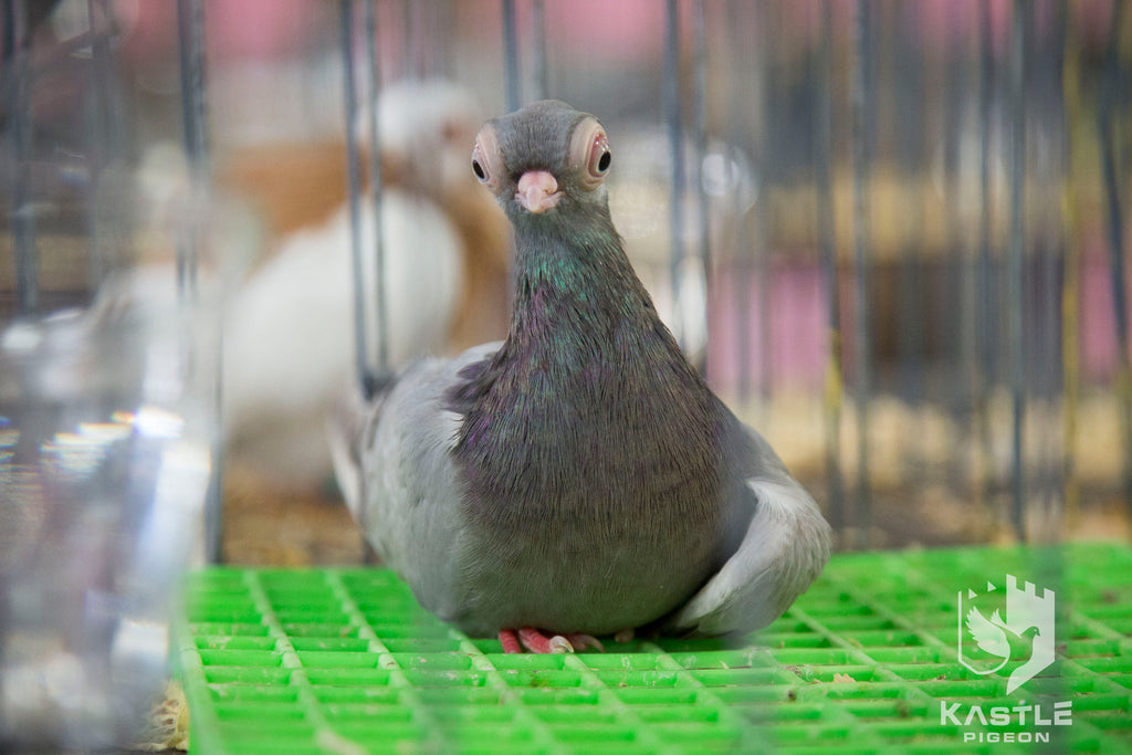 National Young Bird Show Photos