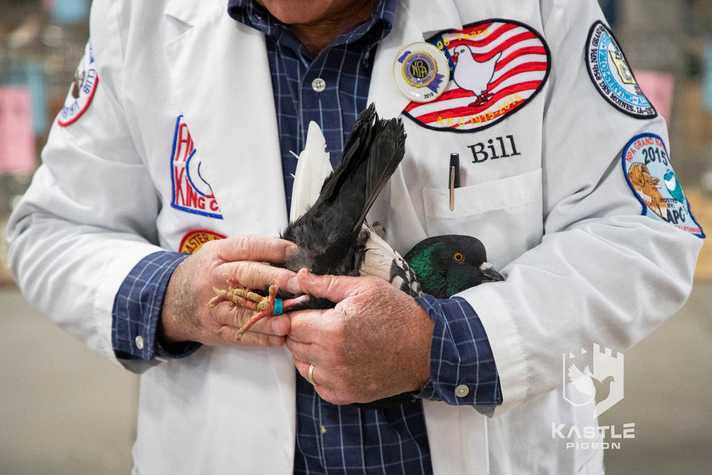 Photos from the 2018 National Young Bird Show in Louisville