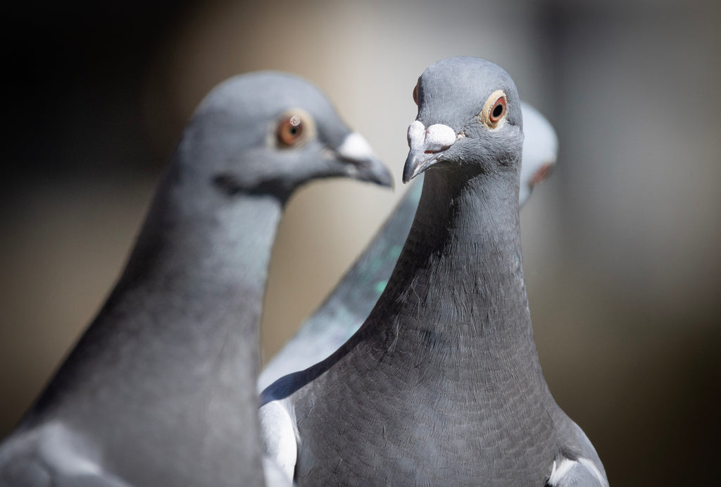 Beat the Heat! Keeping your pigeons hydrated during the heat