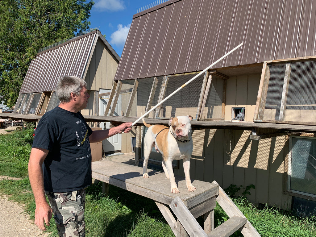 Bill Weima and his racing pigeons dominate his combine with 6 wins