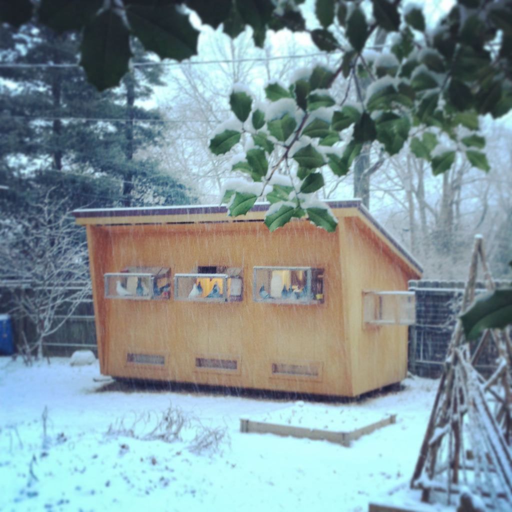 Tips for helping your pigeons handle the bitter cold