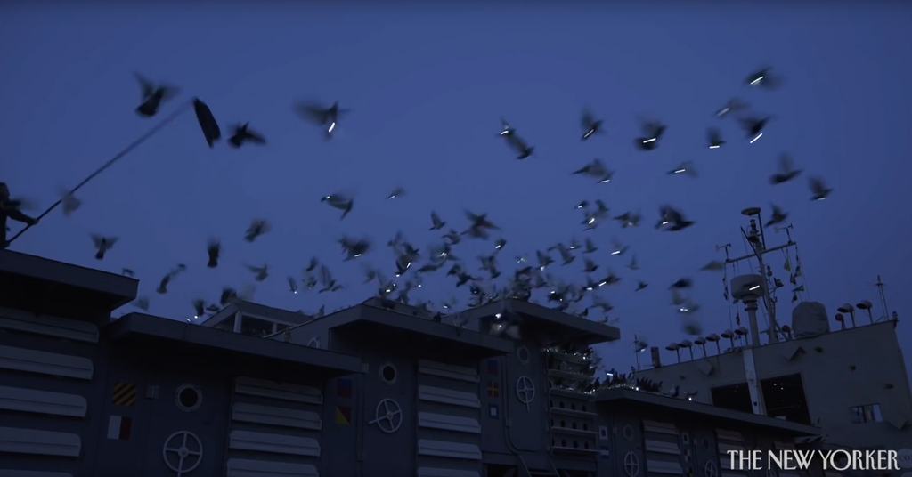 Pigeons light up the night