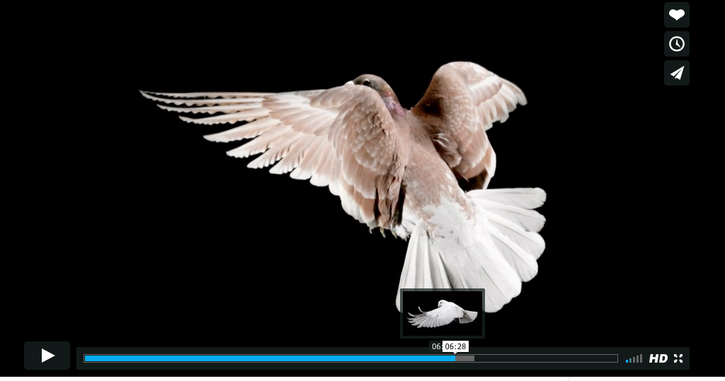 Short film on The Pigeon Photographer earns an Emmy