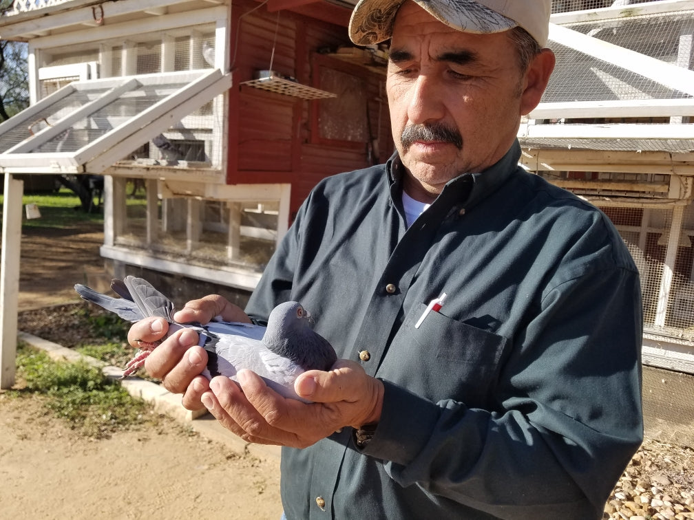 Testimonial: Charles Jonas of the San Antonio Racing Pigeon Club