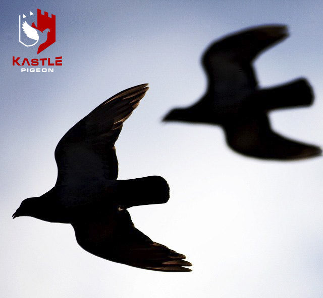 Kastle Pigeon Performance Advantage has arrived!