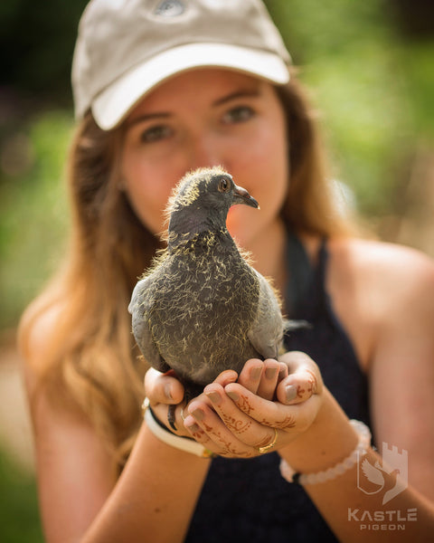 baby weanling homing racing pigeon